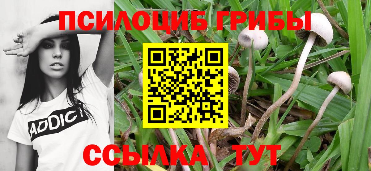 Псилоцибиновые грибы MAGIC MUSHROOMS  Галлюциногенные грибы мицелий  Острогожск  Вход с VPN 